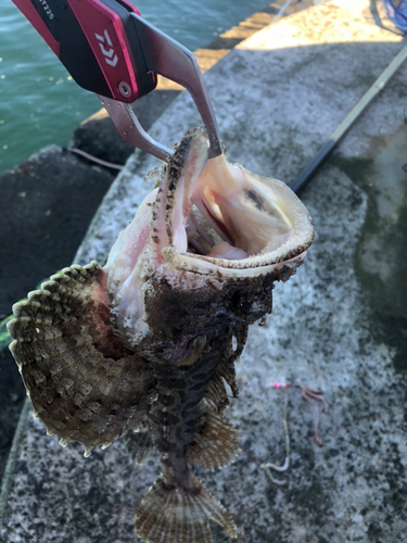 トウベツカジカの釣果