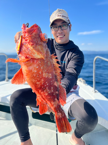 ウッカリカサゴの釣果