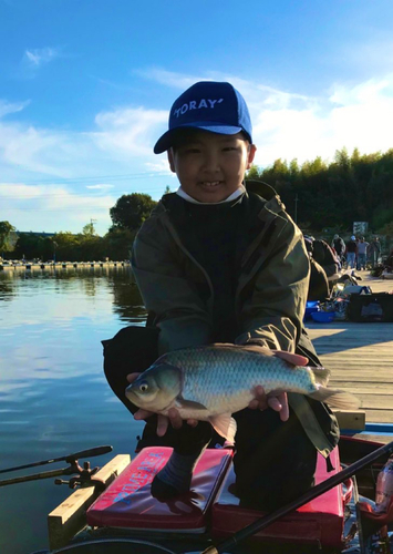 ヘラブナの釣果