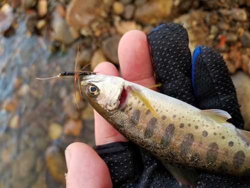 ヤマメの釣果