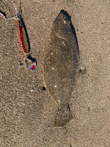 ソゲの釣果