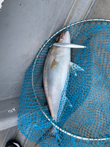 ネリゴの釣果