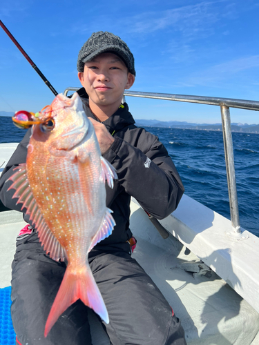 マダイの釣果