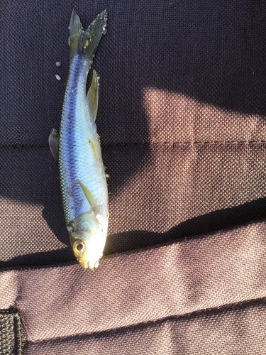 カワムツの釣果