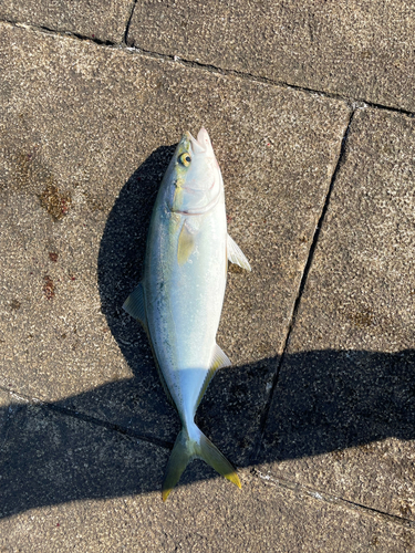 ハマチの釣果