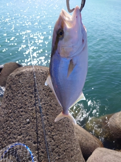 シオの釣果