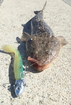 マゴチの釣果