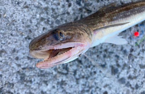 エソの釣果