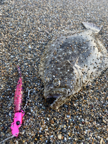 ヒラメの釣果