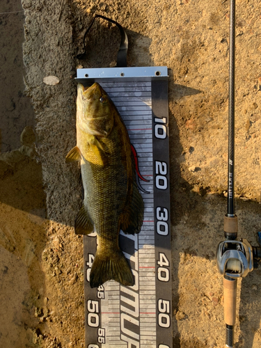 スモールマウスバスの釣果