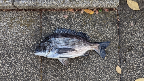 クロダイの釣果