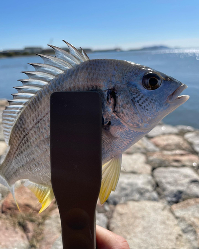 キビレの釣果