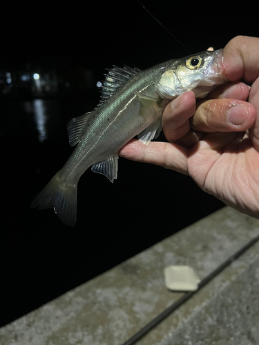 セイゴ（タイリクスズキ）の釣果