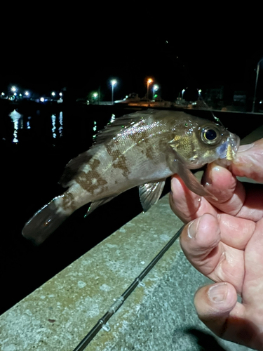 メバルの釣果