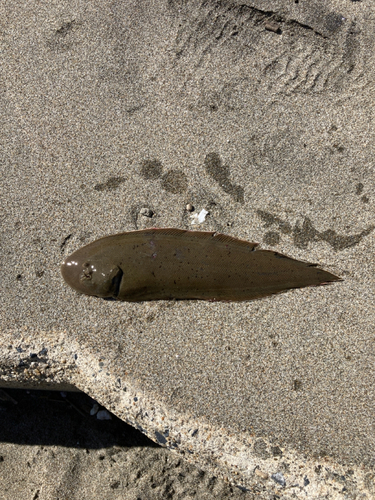 シタビラメの釣果