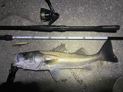 シーバスの釣果