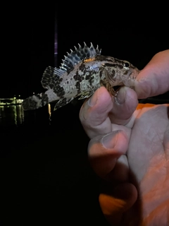 タケノコメバルの釣果