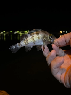 メバルの釣果