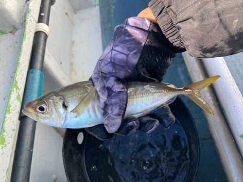 マアジの釣果