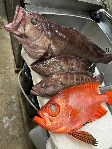 マハタの釣果