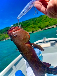 ニジハタの釣果