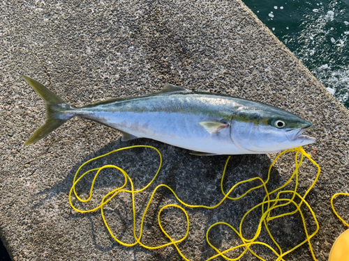 ワラサの釣果