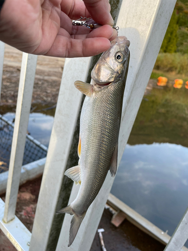 ウグイの釣果