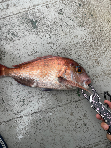 マダイの釣果