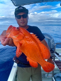 アザハタの釣果