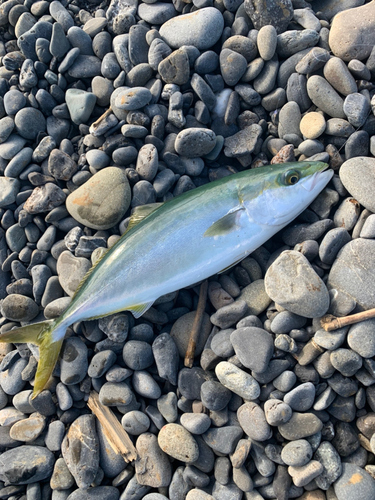 イナダの釣果