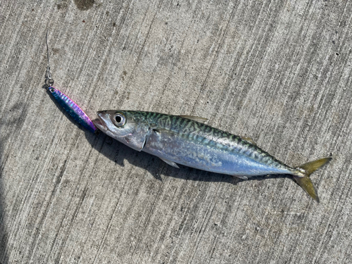 マサバの釣果