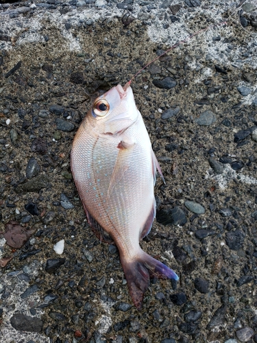 マダイの釣果