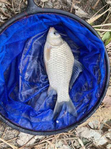 フナの釣果