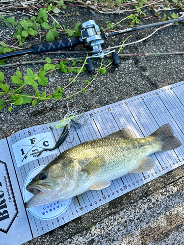 ブラックバスの釣果