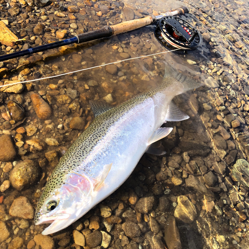 ニジマスの釣果