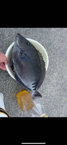 ニザダイの釣果