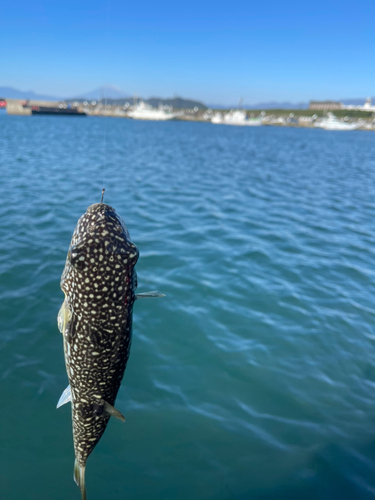 フグの釣果