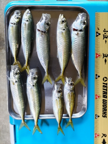 アジの釣果