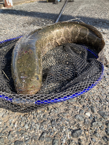 ライギョの釣果