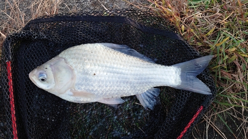 釣果