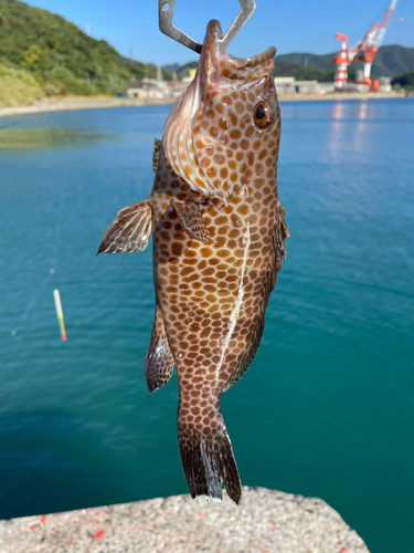 オオモンハタの釣果