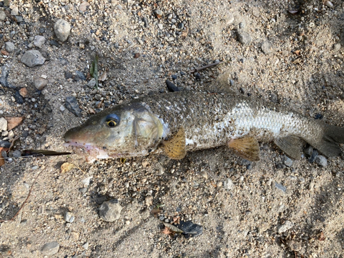 ニゴイの釣果