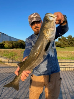 スズキの釣果