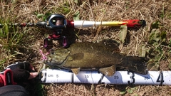 スモールマウスバスの釣果