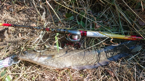 ナマズの釣果