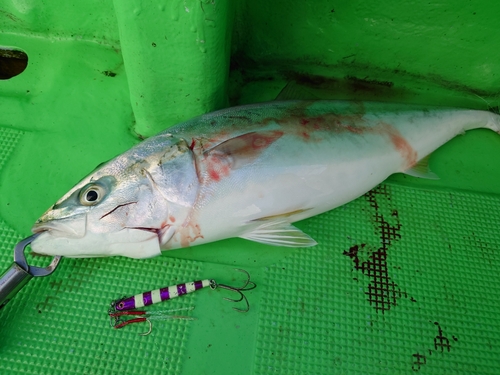 ワラサの釣果