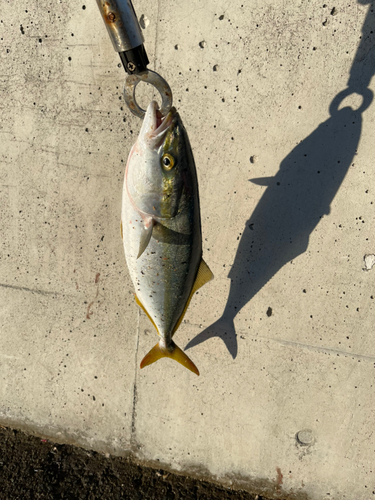 ハマチの釣果