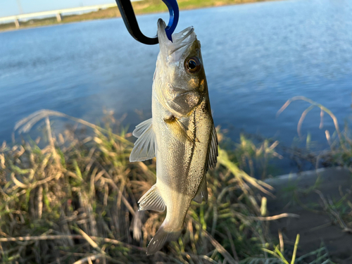 セイゴ（マルスズキ）の釣果