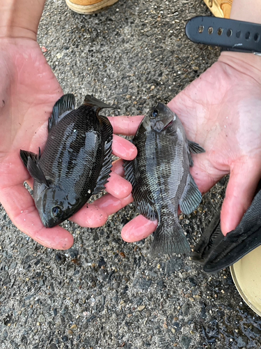 メジナの釣果