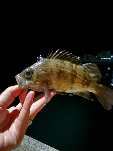 クロメバルの釣果